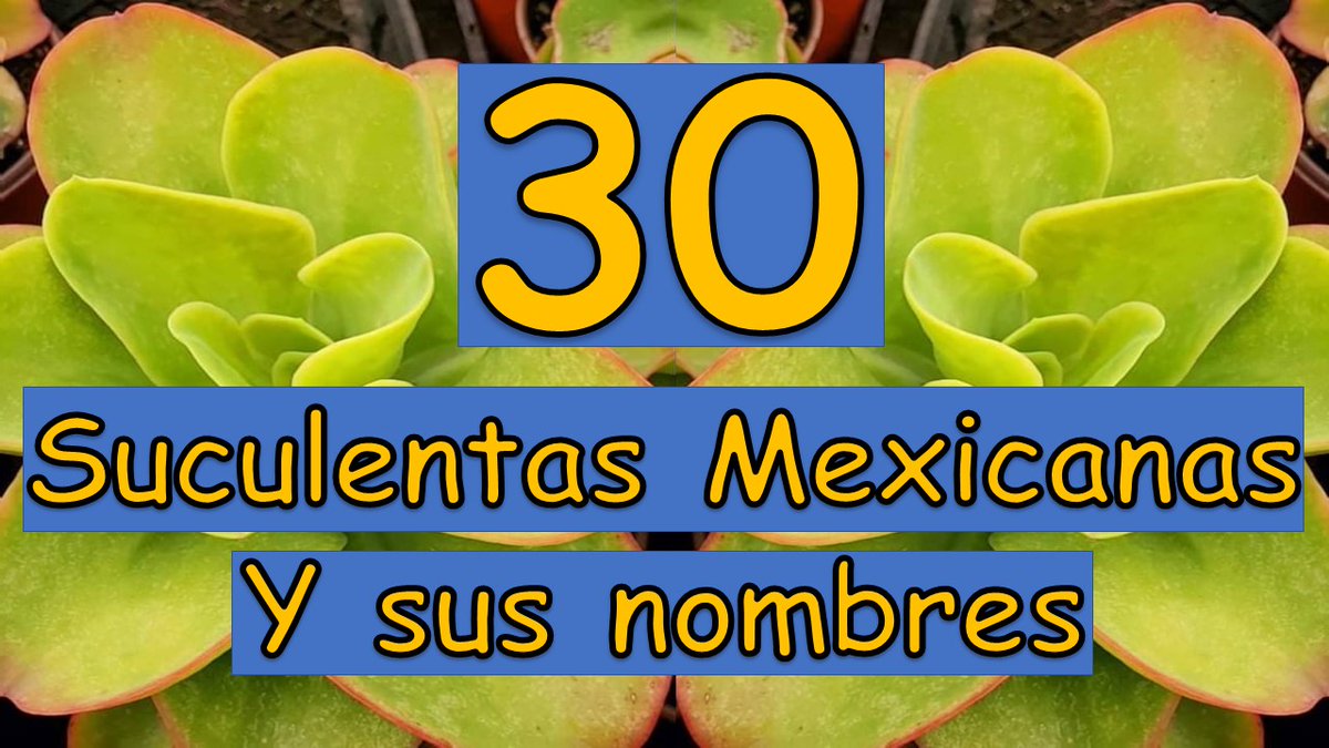 Hice un video sobre 30 suculentas Mexicanas y sus nombres, algunas te sorprenderán 🪴🤗 #SucculentOso 🐻
youtu.be/d0Ooq-RP_X0