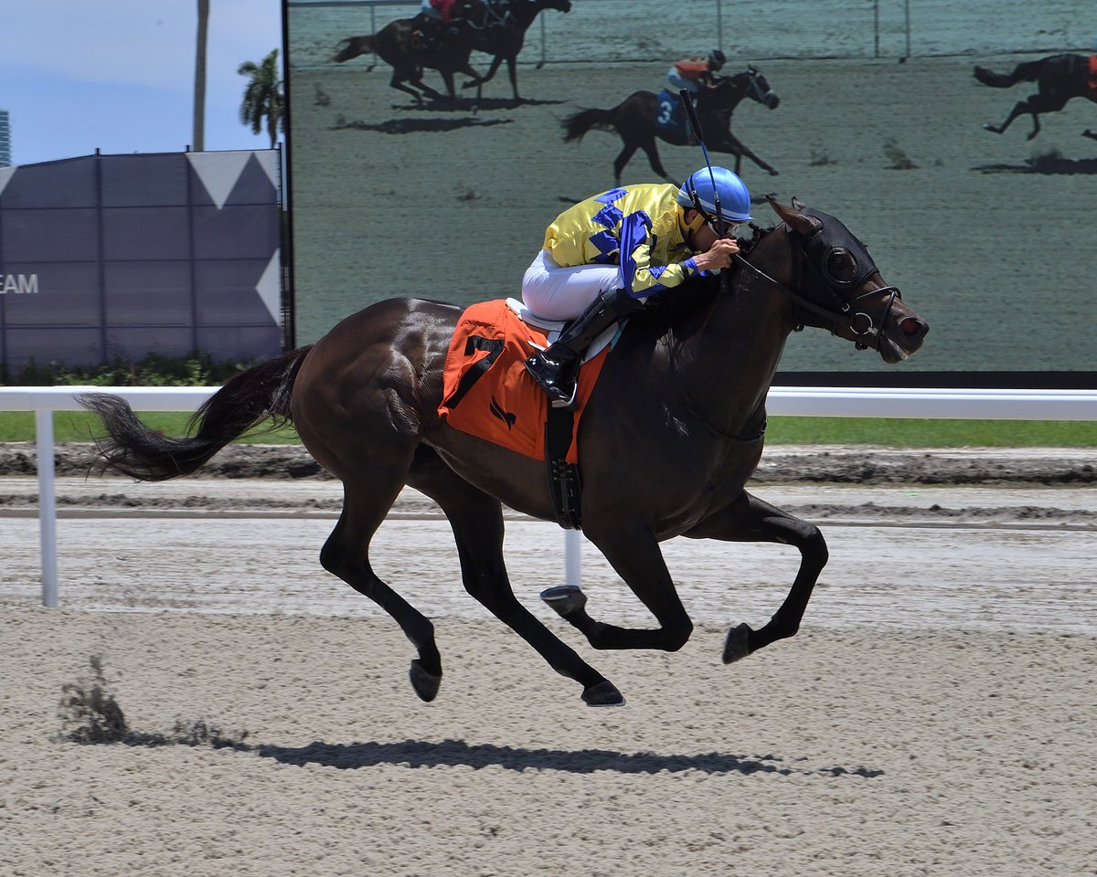 Gulfstream Park (@gulfstreampark) on Twitter photo Beganingreenpoint dominates the first race, <a href="/LeojockeyReyes/">Leonel Reyes</a> is the winning rider, <a href="/AckerStables/">Scott D. Acker Stables</a> is the winning trainer. #GulfstreamPark #RoyalPalmMeet Beganingreenpoint dominates the first race, <a href="/LeojockeyReyes/">Leonel Reyes</a> is the winning rider, <a href="/AckerStables/">Scott D. Acker Stables</a> is the winning trainer. #GulfstreamPark #RoyalPalmMeet