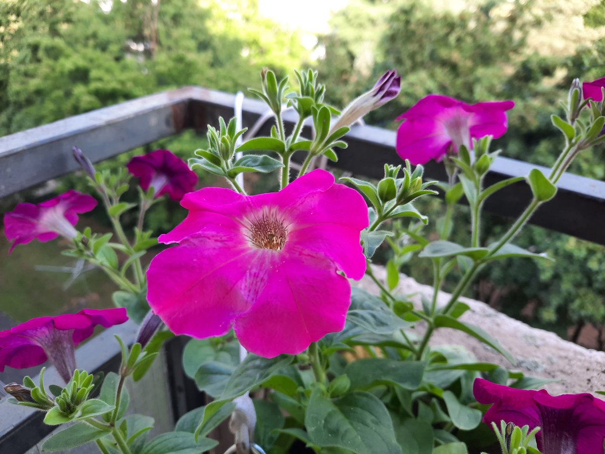 kellerkind71's tweet photo. Ich denke, der Bot funktioniert Weiterhin nicht, aber ich muss mal testen... #fragflora https://t.co/nmms94Uljq