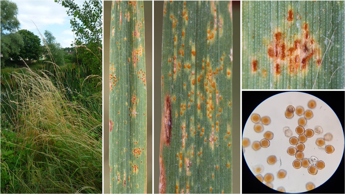 wheatpath's tweet photo. #Rust of bushgrass (#Calamagrostis epigejos) caused by #Puccinia sp. likely P. pygmaea (or P. coronata s.l.?), here with uredinia (Les Clayes-sous-Bois, FR). Waiting for telia to be sure. https://t.co/LlZsqawrOZ