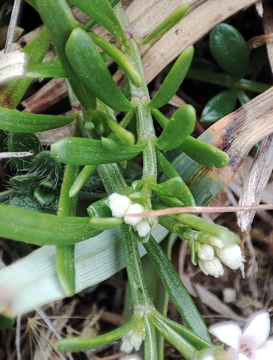 Squinancywort on grazed coastal slopes <a href="/PembsCoast/">Pembrokeshire Coast National Park</a> <a href="/wildflower_hour/">wildflowerhour</a> <a href="/BSBICymru/">BSBI Wales</a> #wildflowerhour