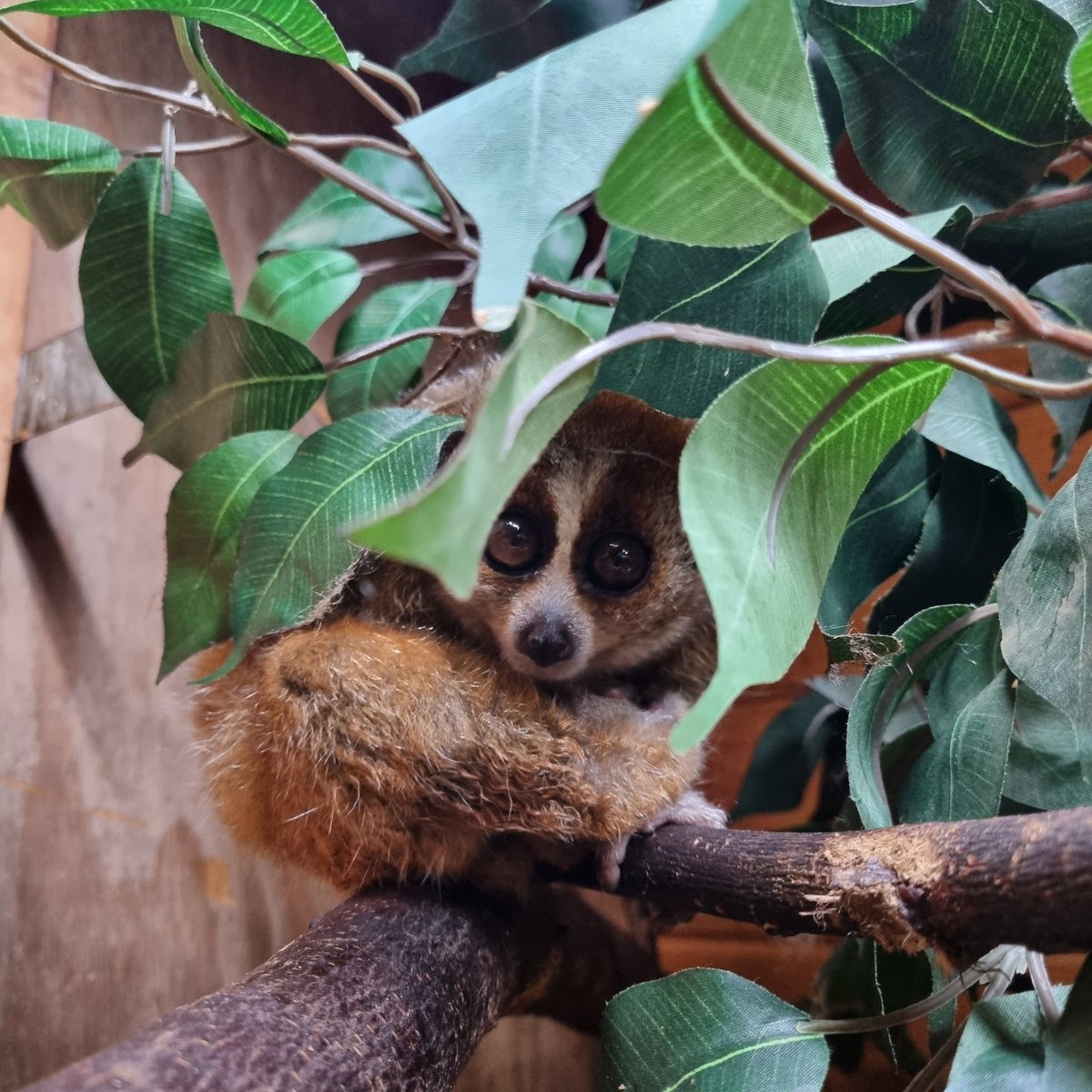 👀 Looks like one of our pygmy slow loris, Nuka, is having a lay in 💤

❓️Did you know that loris are nocturnal? When you visit you'll be able to see them up and active as we replicate night time during the day, and day time at night! 🤯🌚
#loris #notapet #slowloris