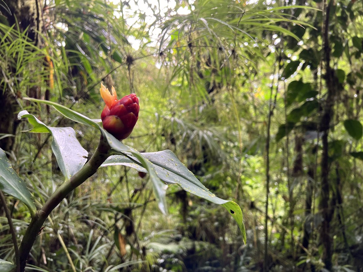 I wrote about moving to Costa Rica (seriously). I hope you enjoy it. ⤵️ 🦥
alexanderholcomb.substack.com/p/plants-and-c…