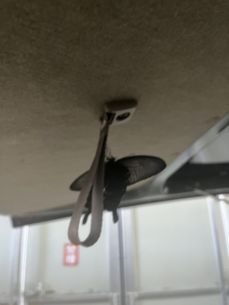 CbMakoto's tweet photo. 昨日倉庫にいた黒い蝶々がずっと近く飛んでて、何なら近づいてきて作業車のドアの内側にとまったから思わず撮った。

しばらく近く飛んでどこかへ行きました笑
そんな事ってあるんだねー https://t.co/JMYvJvQNvw