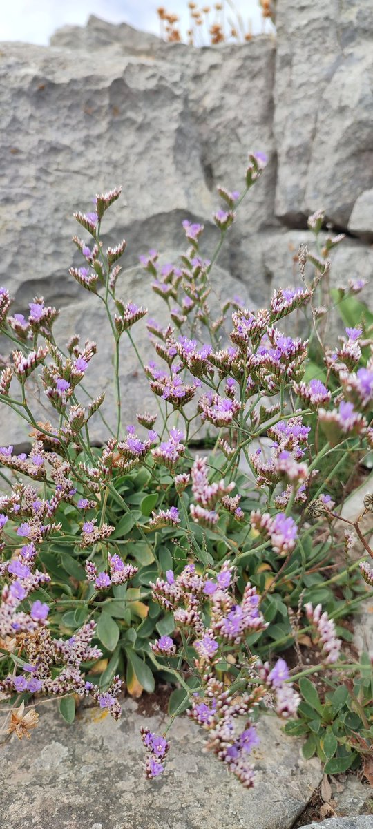 Sea lavender, possibly Rock sea lavender. On rocks, by the sea. <a href="/PembsCoast/">Pembrokeshire Coast National Park</a> <a href="/BSBICymru/">BSBI Wales</a> <a href="/wildflower_hour/">wildflowerhour</a> #wildflowerhour