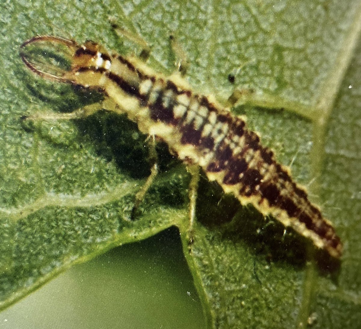 i found a funky little bug and just spent like an hour trying to find out what kind of bug it was

and i FOUND IT I LOVE BUGS ITS LIKE A TREASURE HUNT THEYRE SO COOL

it’s a lacewing larvae btw and he was very sweet