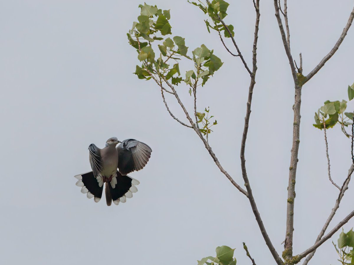 Turtle dove at Snettisham on the 20thJune
#RSPBSnettisham@RSPBNorfolkLinc