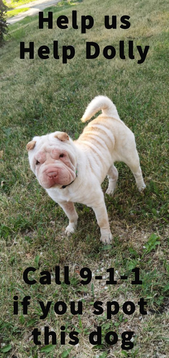 wpgpolice's tweet photo. Help us, help Dolly.
On June 29th 2023 a dog known as "Dolly," was taken from the Downtown Winnipeg area. Dolly recently had surgery and requires life-saving medication. If she does not receive this medication, she will die.

cont'd https://t.co/Vfeep5Vel4