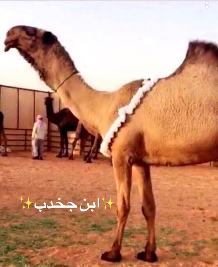 sattam_2030q's tweet image. عمالقة الصفراء التاريخين  و( من رفع وحافظ على قيمتها ) السوقية .. هم  :

▫️أبن هويدي العجمي
▫️قعيد الشلاحي
▫️دبيان السبيعي
▫️ندا أبن عشوان
▫️مبارك الدبوس
▫️عبدالله بن ظبية
▫️محمد بن ظبية
▫️محمد بن جخدب 
▫️شبنان بن صليل
▫️زايد العاصي
▫️عبدالله الدبوس
▫️أحمد قعيد
▫️بدر بن ظمنه