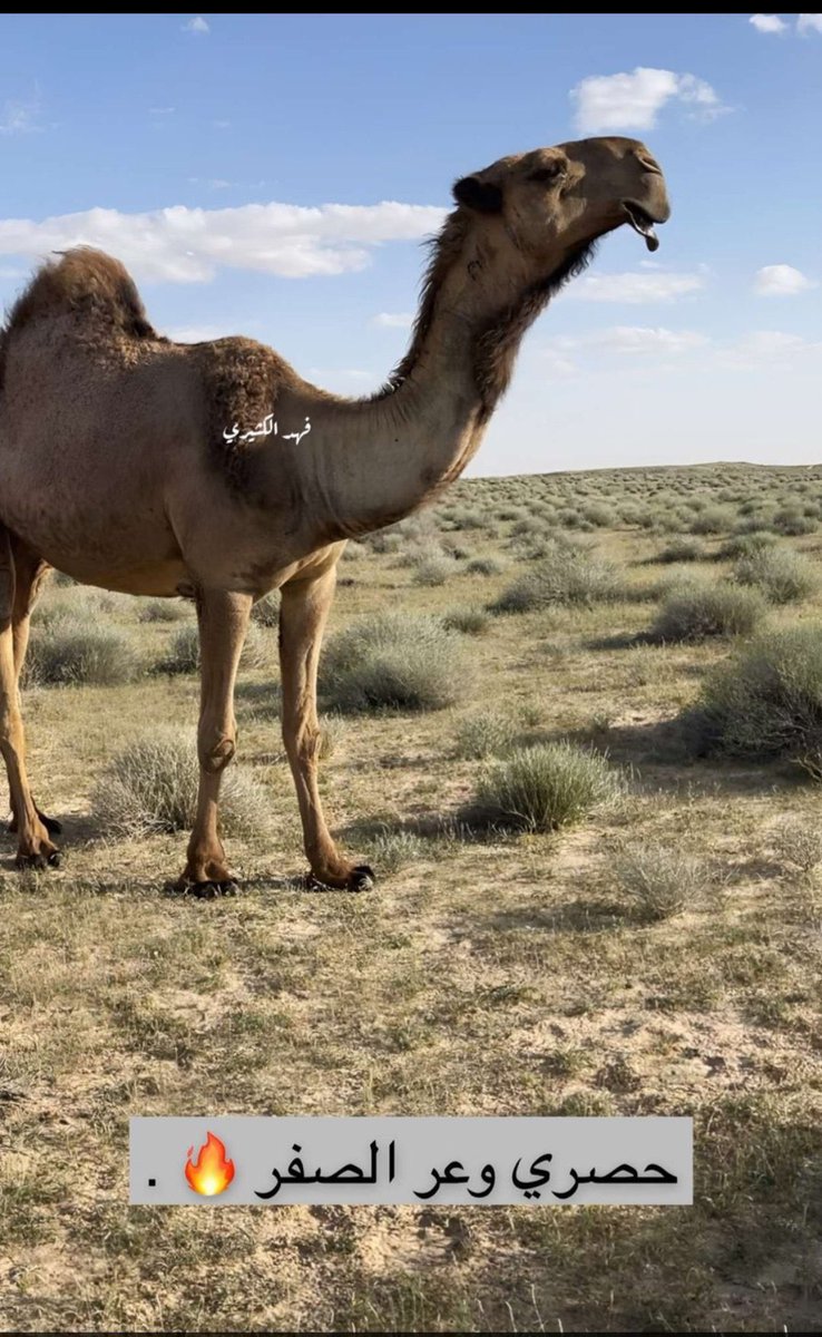 sattam_2030q's tweet image. عمالقة الصفراء التاريخين  و( من رفع وحافظ على قيمتها ) السوقية .. هم  :

▫️أبن هويدي العجمي
▫️قعيد الشلاحي
▫️دبيان السبيعي
▫️ندا أبن عشوان
▫️مبارك الدبوس
▫️عبدالله بن ظبية
▫️محمد بن ظبية
▫️محمد بن جخدب 
▫️شبنان بن صليل
▫️زايد العاصي
▫️عبدالله الدبوس
▫️أحمد قعيد
▫️بدر بن ظمنه