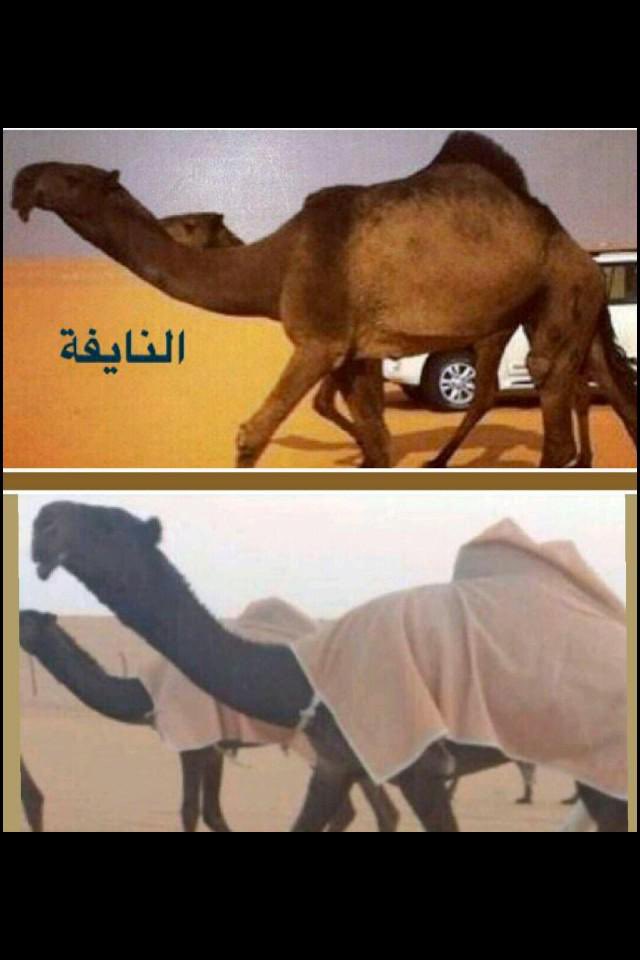 sattam_2030q's tweet image. عمالقة الصفراء التاريخين  و( من رفع وحافظ على قيمتها ) السوقية .. هم  :

▫️أبن هويدي العجمي
▫️قعيد الشلاحي
▫️دبيان السبيعي
▫️ندا أبن عشوان
▫️مبارك الدبوس
▫️عبدالله بن ظبية
▫️محمد بن ظبية
▫️محمد بن جخدب 
▫️شبنان بن صليل
▫️زايد العاصي
▫️عبدالله الدبوس
▫️أحمد قعيد
▫️بدر بن ظمنه