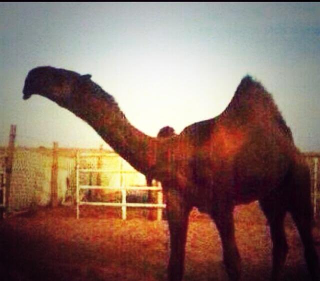 sattam_2030q's tweet image. عمالقة الصفراء التاريخين  و( من رفع وحافظ على قيمتها ) السوقية .. هم  :

▫️أبن هويدي العجمي
▫️قعيد الشلاحي
▫️دبيان السبيعي
▫️ندا أبن عشوان
▫️مبارك الدبوس
▫️عبدالله بن ظبية
▫️محمد بن ظبية
▫️محمد بن جخدب 
▫️شبنان بن صليل
▫️زايد العاصي
▫️عبدالله الدبوس
▫️أحمد قعيد
▫️بدر بن ظمنه