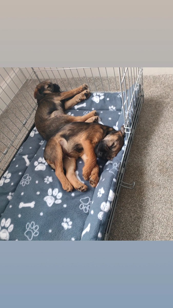 ladyhamiliton's tweet photo. Hi, we haven't been on here lately,for a number of reasons, but here are 2. New additions to the family. 12 weeks https://t.co/VmZYQprEtR Fred &amp; Syd https://t.co/kfJCX6Brdp