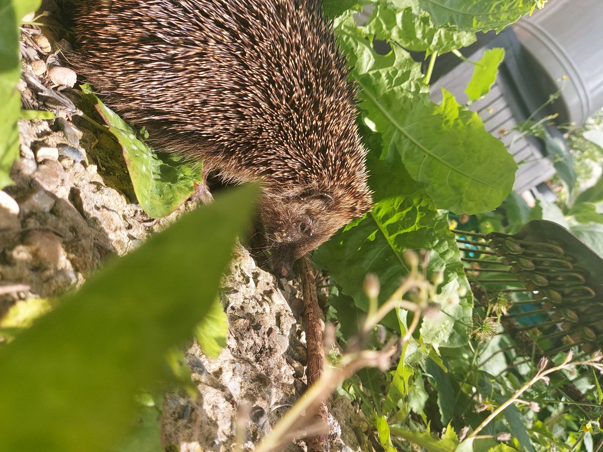 cwena's tweet photo. I know I don't tweet much, but I'm still here for now.

I'm also on Instagram under the same username if anyone wants to stay in touch!

Here is a bonus picture of a hedgehog from last evening. https://t.co/N7mhFiV4NY