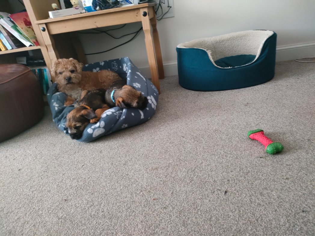 ladyhamiliton's tweet photo. You all thought grandkids didn't you? Go on admit it. There  just as much a handful and penny's really taken to them..😁 https://t.co/CyciJU1iiL