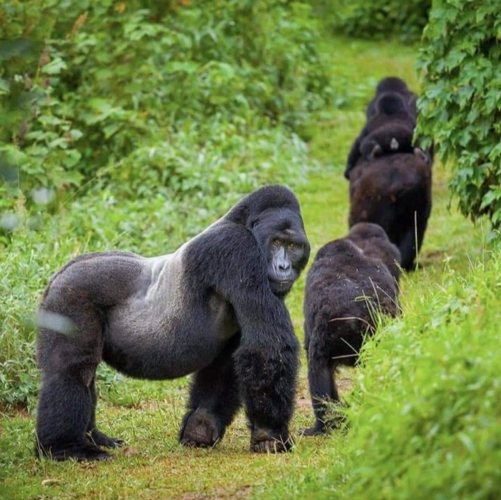 When it comes to mountain Gorilla trekking, there is only one destination in East Africa that never disappoints. Bwindi impenetrable Forest national Park in Uganda, it offers 99.9% chances of seeing this amazing creatures in their natural habitat. Visit our website for bookings..
