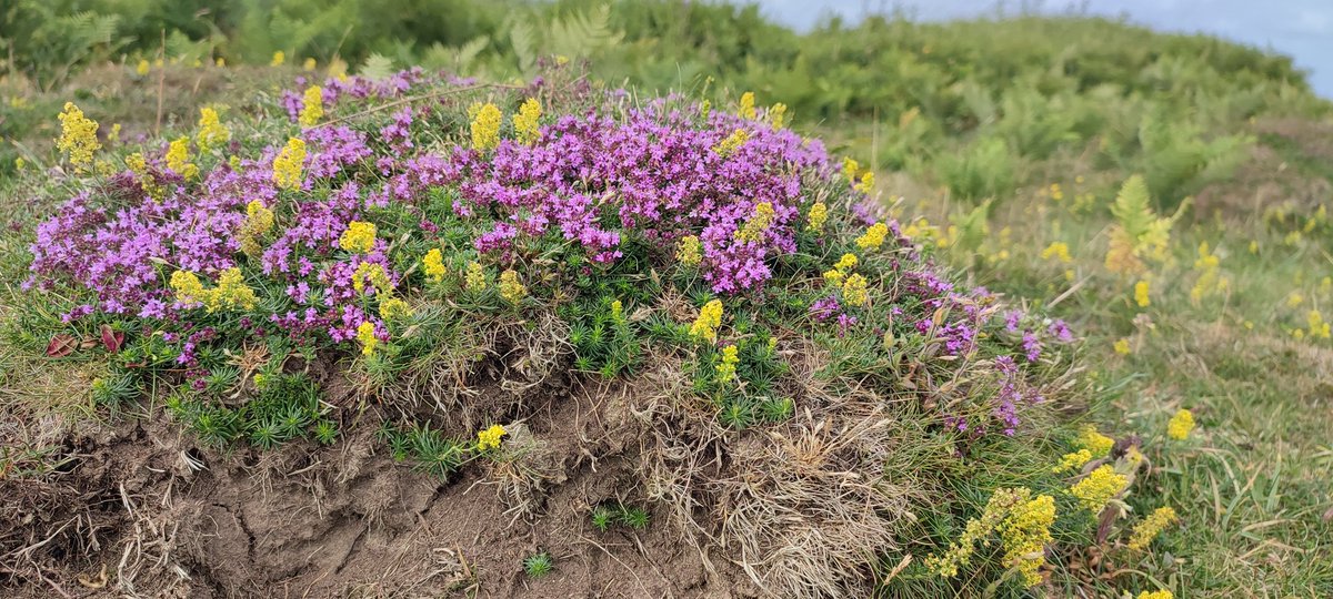 Ant hills are so cool! Lady's bedstraw and thyme making a splash on <a href="/PembsCoast/">Pembrokeshire Coast National Park</a> <a href="/BSBICymru/">BSBI Wales</a> <a href="/wildflower_hour/">wildflowerhour</a>