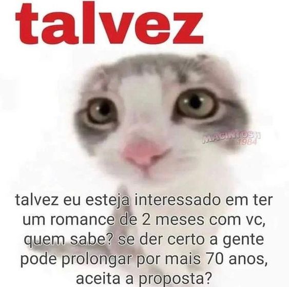 perfil dedicado a gatinhos e peitos (@odeiootaco) on Twitter photo 