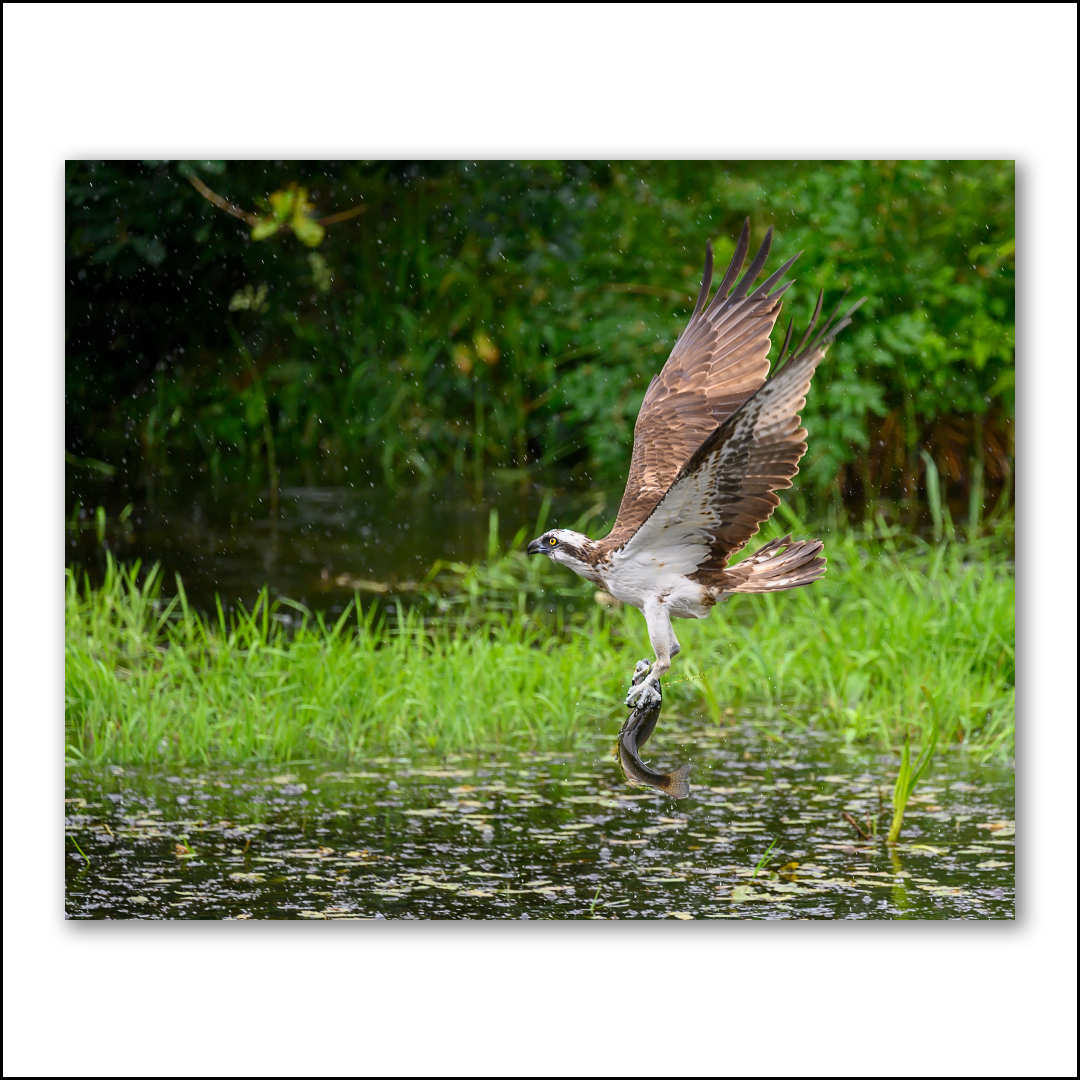 Calm47Path's tweet photo. Osprey with a fish - A very early start to arrive on location and wait for the Ospreys to arrive and fish for their breakfast. #osprey #wexmondays #fsprintmonday #appicoftheweek #BBCWildlifePOTD https://t.co/0F4QdU2Vnu