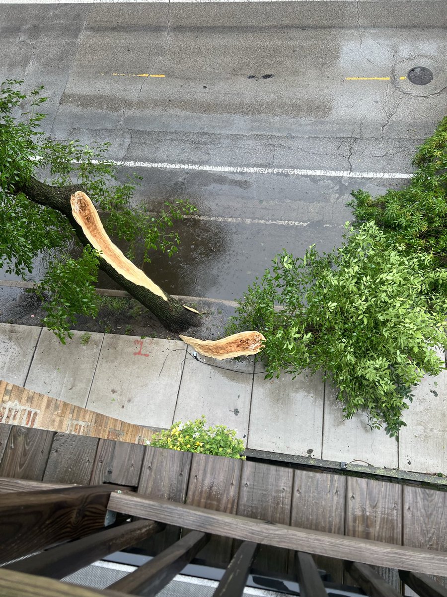 golfviews's tweet photo. @comed Down power line and tree at 639 W Armitage Ave Chicago.  @ABC7Chicago @nbcchicago @cbschicago https://t.co/CYZL0eav22