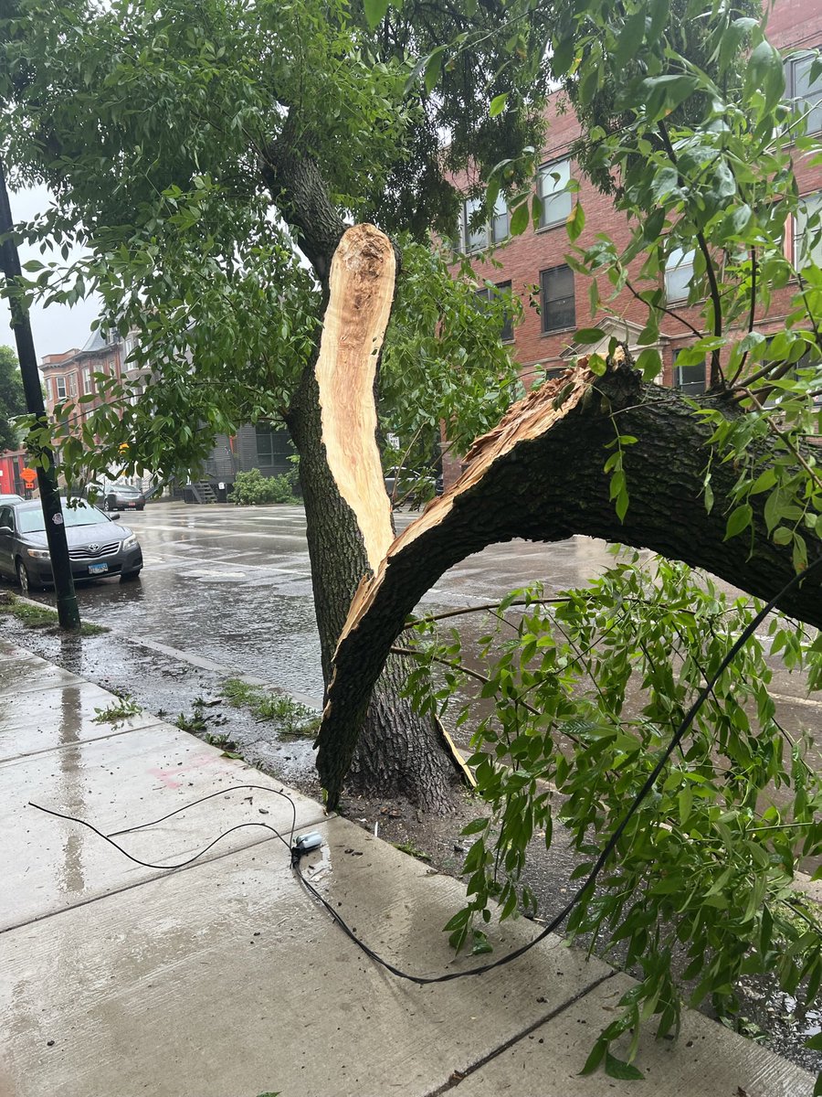 golfviews's tweet photo. @comed Down power line and tree at 639 W Armitage Ave Chicago.  @ABC7Chicago @nbcchicago @cbschicago https://t.co/CYZL0eav22