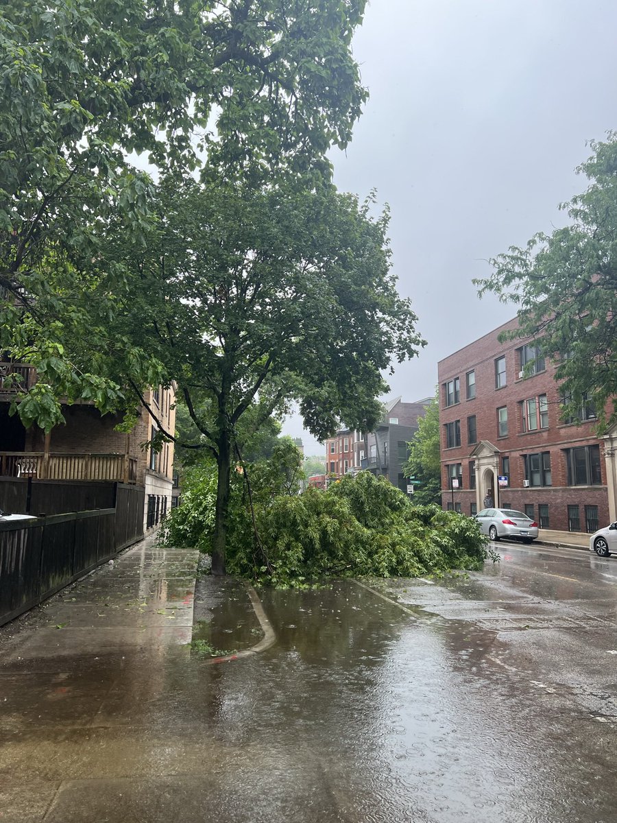 golfviews's tweet photo. @comed Down power line and tree at 639 W Armitage Ave Chicago.  @ABC7Chicago @nbcchicago @cbschicago https://t.co/CYZL0eav22