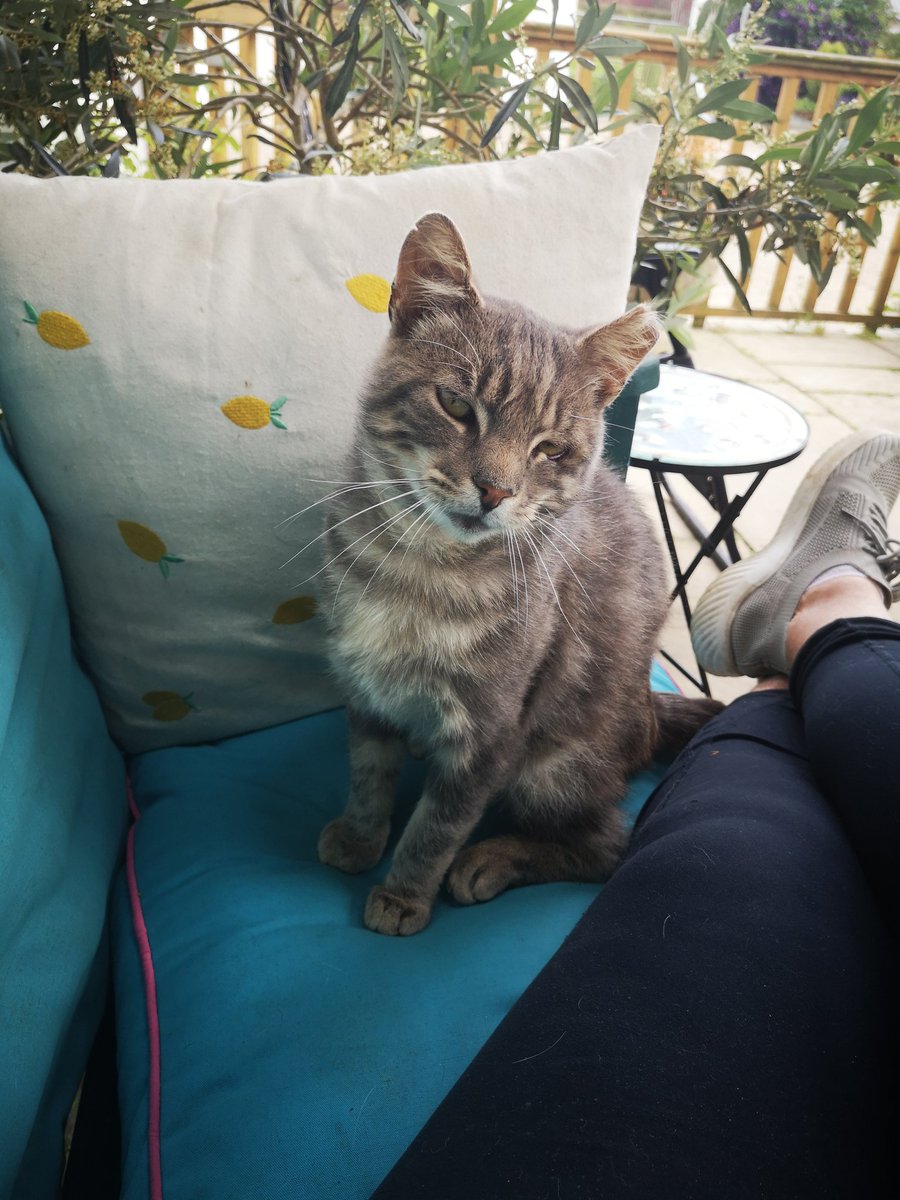 ThreePaddocks's tweet image. Mr. Grey the farm cat who almost died from #catflu who then moved in and loves his comforts. Damaged eye, clipped ear (neutered as a feral). So affectionate and actually too good a hunter depositing his spoils under my bed 🙈
