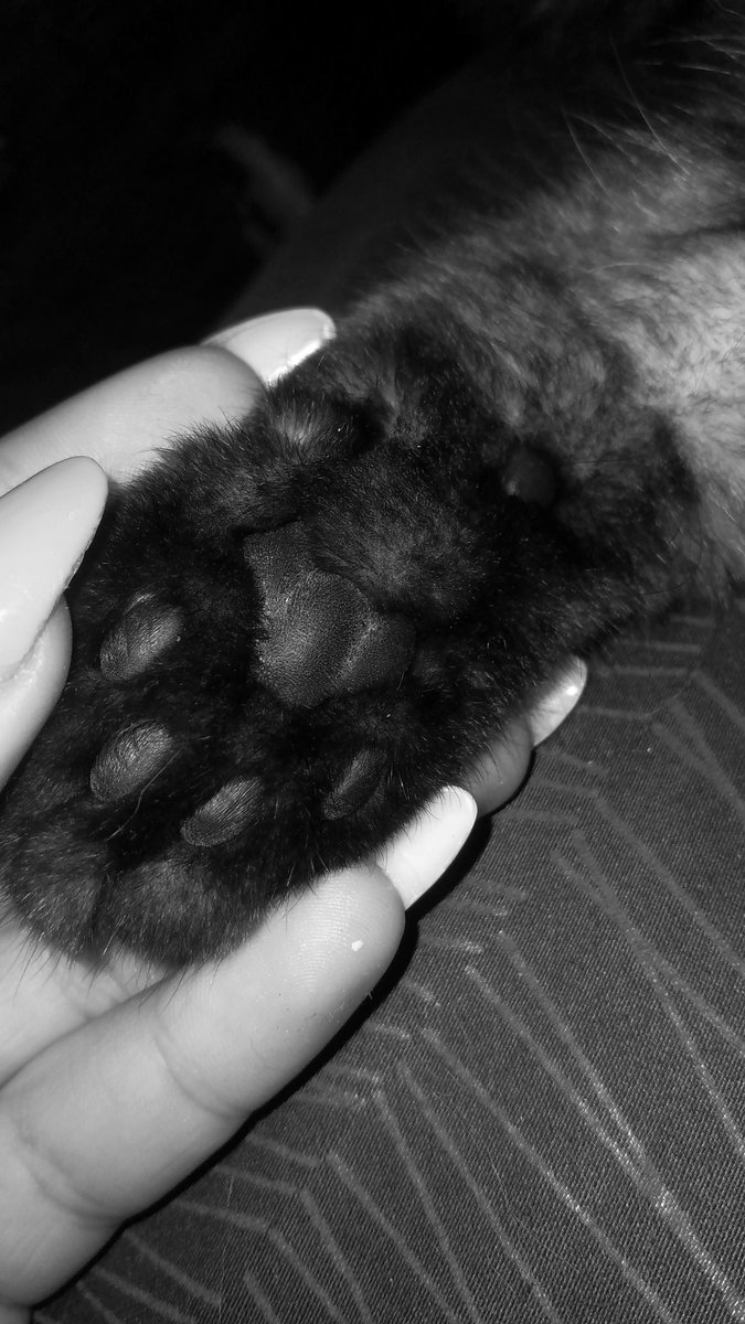 🐾🐈‍⬛🖤