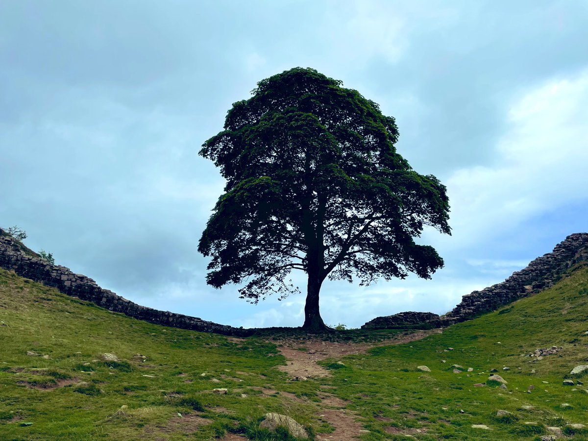 Laura Tullock tweet media