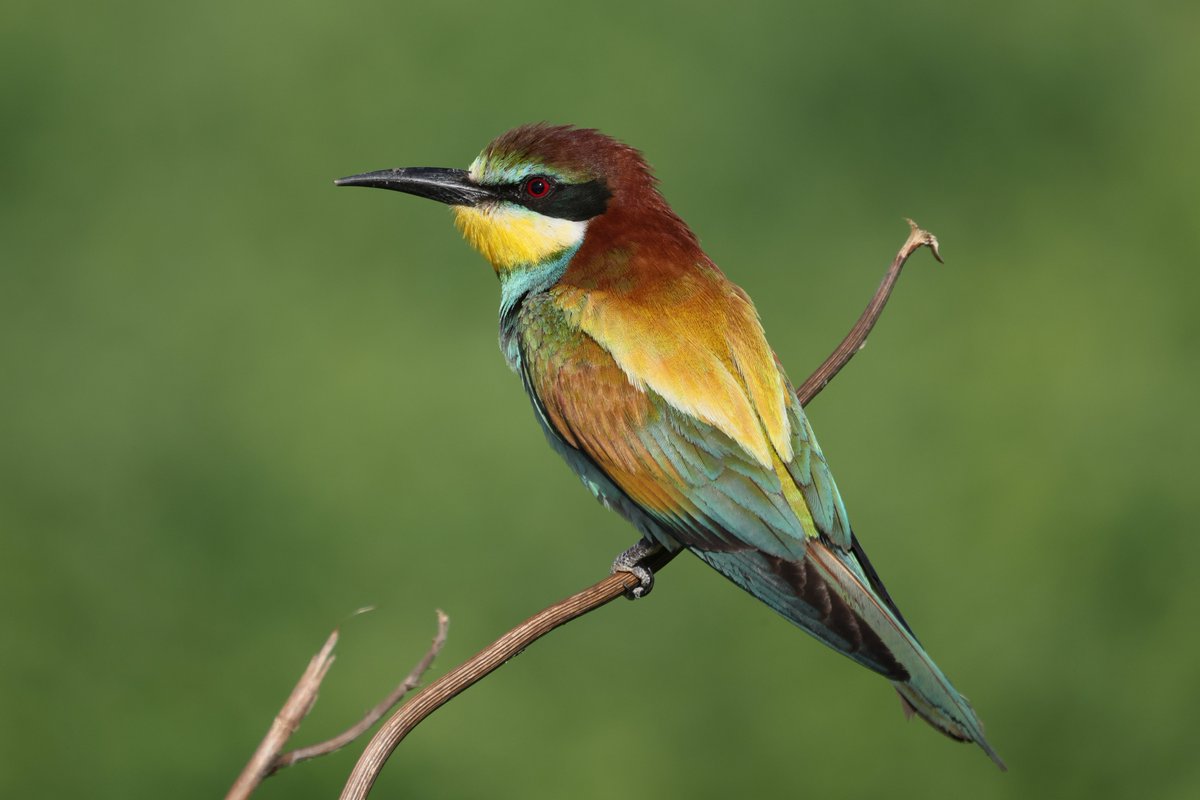 Realment és dels ocells més bonics de les nostres terres.
Abellerol a les Terres de Lleida.

#abellerol #abejaruco #meropsapiaster  #ocellsdecatalunya #catalonianbirds #birdingcatalunya