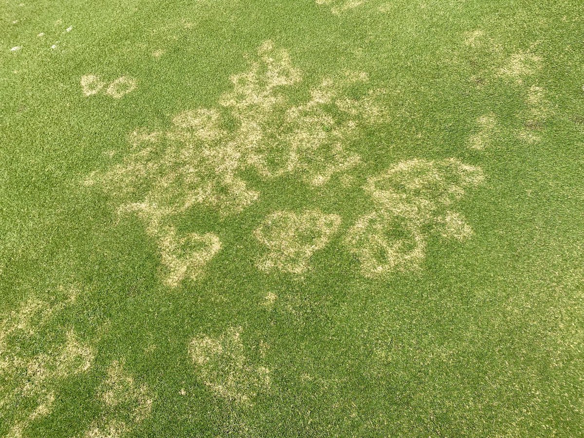 We crested 80 deg soil temps this week here in our region of SC. For all the Carolina’s managers, be sure to have the right prevention in place for mini-ring as we approach the summer holiday. Waitea is active at these temperatures even though symptoms may not show for months