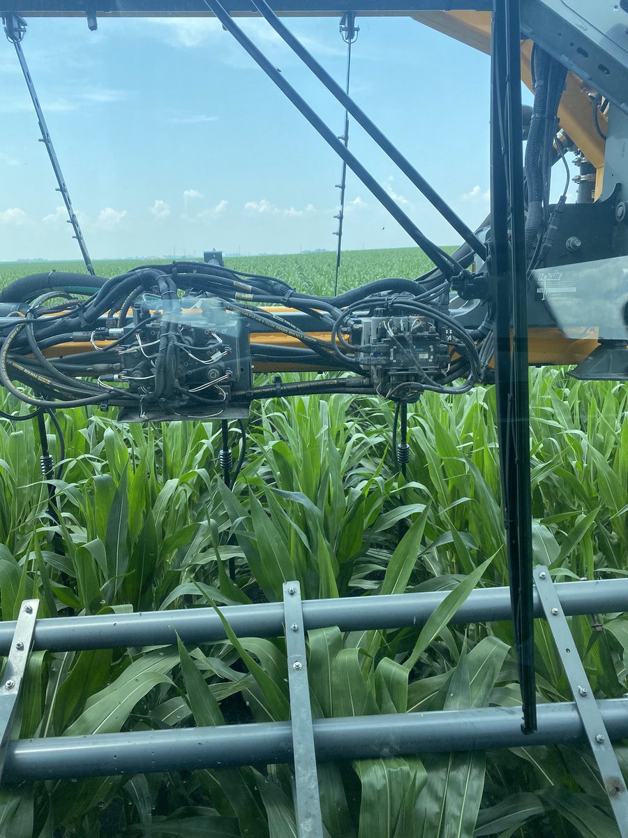 TiredSfarms's tweet photo. As they say in the NCIA swamp country. Hagie high, by the 4th of July? @hagiemfg @PioneerSeeds https://t.co/I0eFaHnFrm