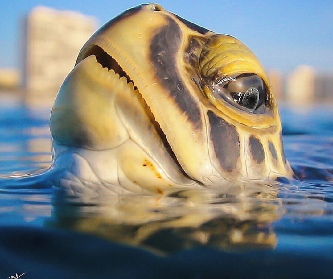 Visit and Shop our exhibition
🎨
Bring your home  energetic vibration with abstract 🎨
🎨🖌️🎨
🎨🖌️
🎨
etsy.com/shop/vheeeyepee