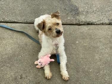 Keith Olbermann's Dogs tweet media