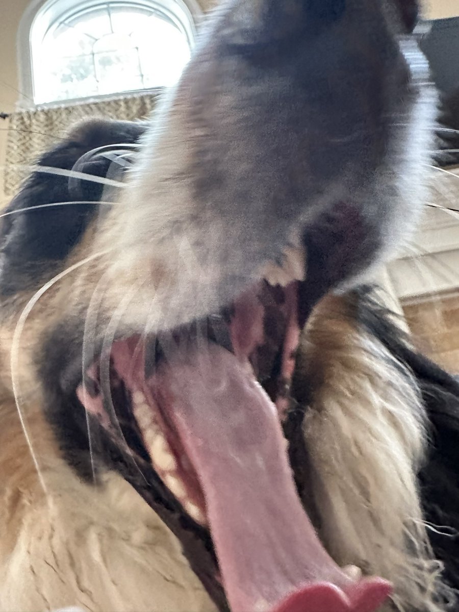 kfreberg's tweet photo. Someone was a little 😴 today after staying up for the ⛈️s last night in KY.
Mando had words on what he thinks of thunderstorms 🤣
#MandoWade https://t.co/jDyAxxvBFq