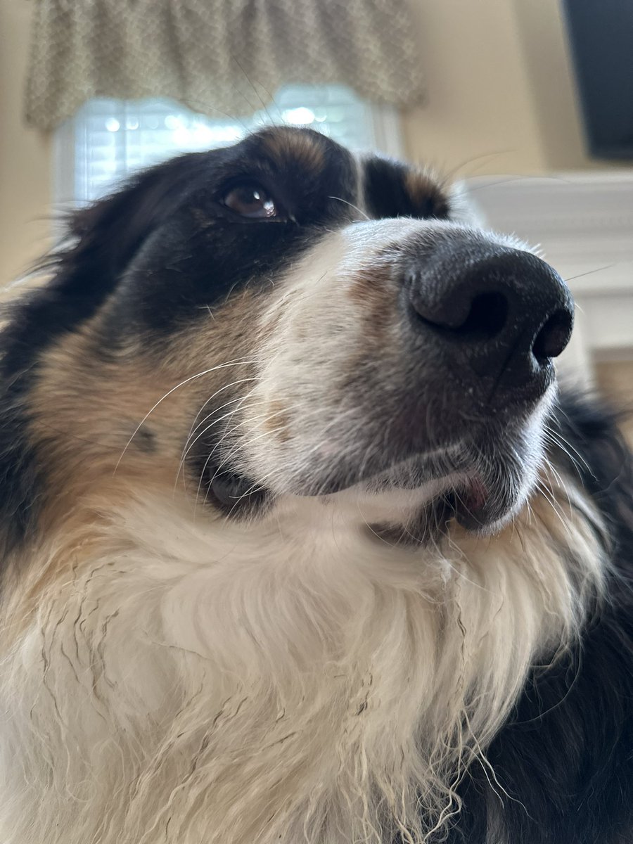 kfreberg's tweet photo. Someone was a little 😴 today after staying up for the ⛈️s last night in KY.
Mando had words on what he thinks of thunderstorms 🤣
#MandoWade https://t.co/jDyAxxvBFq
