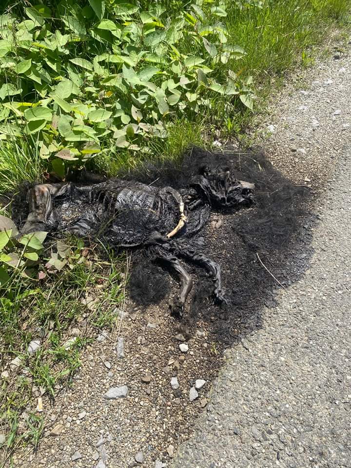 Paws2RescueUK's tweet photo. Juat one of the poor dogs, burned alive in rural Romania during a midsummer day sick "tradition". There is some information on this boy, and we have put a reward up so that the local rescuer can bring justice to the murderer. Shame on you Romania! @KlausIohannis @RomaniaTourism https://t.co/xPFFAwT11G