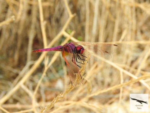 birdwildtours's tweet photo. The beginning of summer is one of the best times to observe and photograph #dragonflies in the Sierra Morena of Seville Natural Park in all the habitats represented, being one of the areas of Andalusia with the greatest diversity of species!
https://t.co/XFoonbl2LI https://t.co/uSJzYQ2ICO
