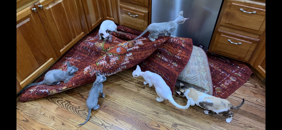 TheRealKurakats's tweet image. Kurakats.com

kurakats and their natural environment 

#devonrexkittens
#cutekittens
#catsofinstagram 
#catsofinstagram