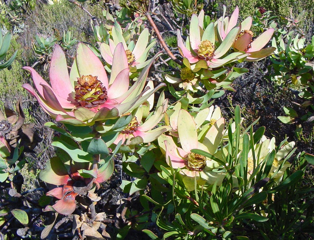 Fernkloof tweet media