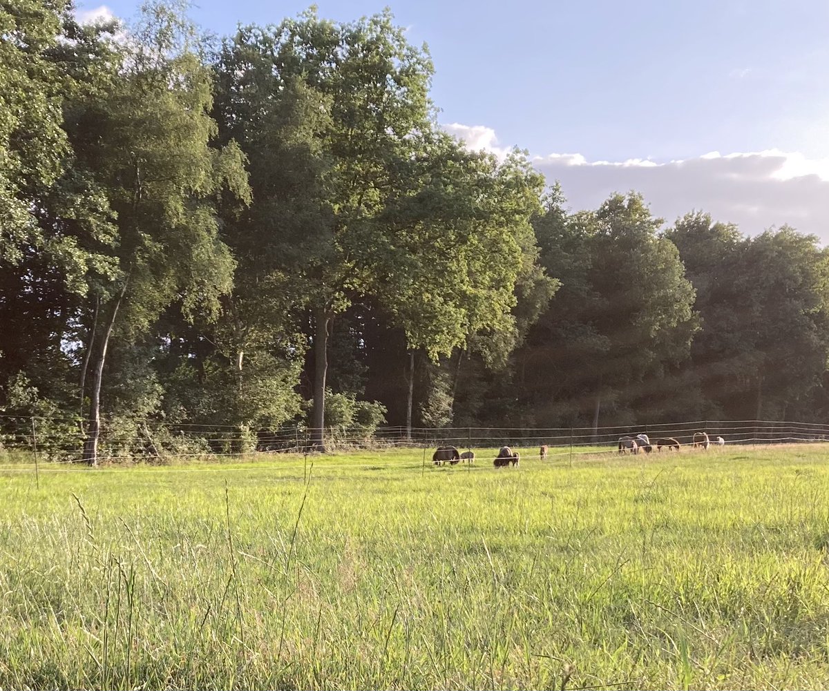 bhietberg's tweet photo. Om een idee te krijgen wat er bij komt kijken om stukje land wolfwerend te maken voor pony’s even de dag activiteit👇
Bosmaaien, palen plaatsen, draden trekken, 7,4kv stroom erop.. nu hopen dat het voldoende is 🤞(+- 0,4 ha)
#wolfwerend #iphone #activiteit #pony #wolf #drenthe https://t.co/2vBrPsA0Jh