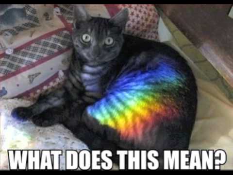 LOLCATS tweet media