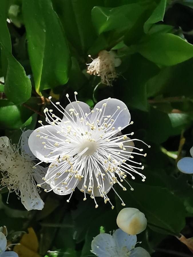 arboles_magicos's tweet photo. En hebreo su nombre significa "dulzura". Para los persas, era símbolo de alegría. Su nombre en griego significa "perfume" y, junto con la rosa, estaba asociado a Afrodita y simbolizaba tanto la fecundidad como la fidelidad.
No es otro que nuestro humilde mirto (Myrtus communis) https://t.co/tcuxAniRf7