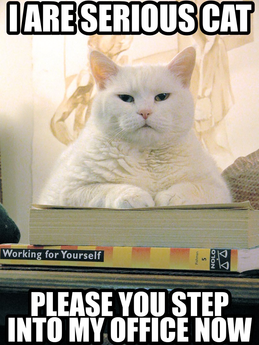 LOLCATSEth's tweet photo. "I are serious cat. Please you step into my office now." When your #LOLCATStoken means business, there's no monkeying around. Well, except for the occasional yarn ball meeting break. Let's get down to business, folks! 😹🏢💼 #SeriousCat #CryptoOfficeLife https://t.co/he0az9wecl