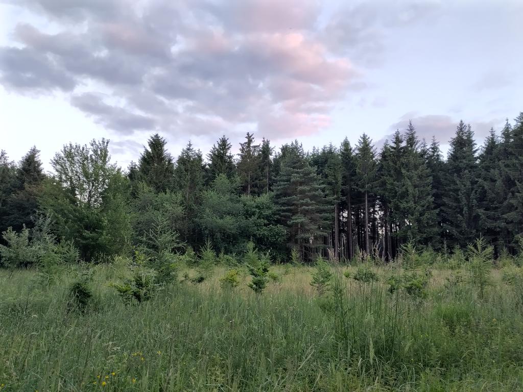 RiesingMRI's tweet photo. #nightjaring #survey #austria #ziegenmelker ,#niederoesterreich https://t.co/tZVWWq3C8S