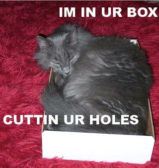 LOLCATS tweet media