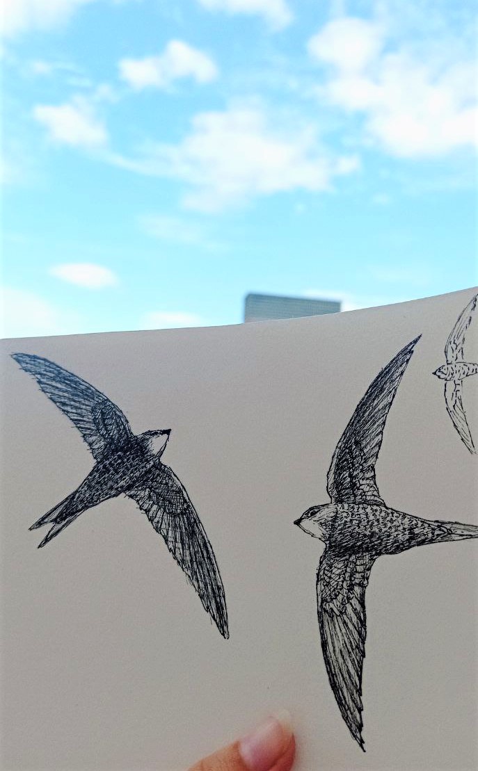 Watching swifts pass by.. Happy belated day #7thJune #pallidswift #commonswift #sketch