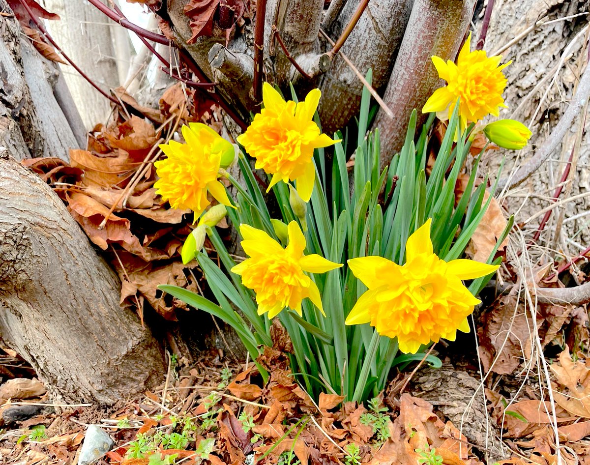 KellyoBenson's tweet photo. 🌜🌞🌛 Shine On! 🌜🌞🌛 - https://t.co/r44tD1DqJO https://t.co/iOSciROp8R