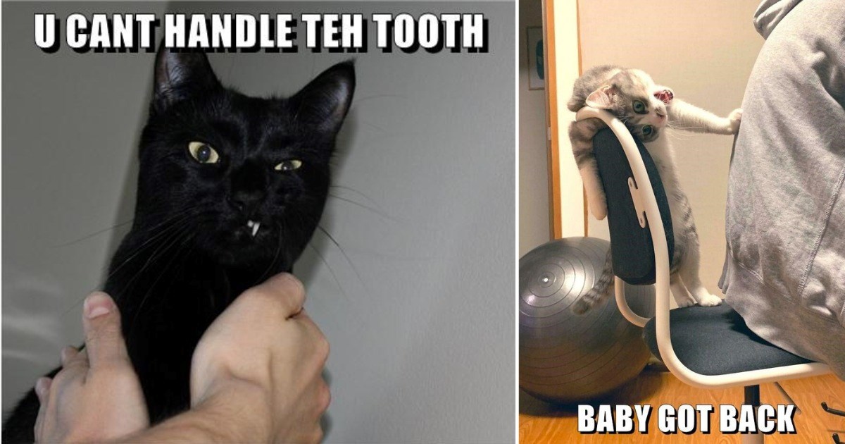 LOLCATS tweet media