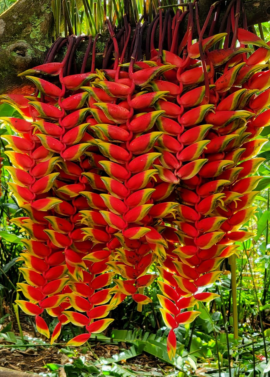 Floral firecrackers 🧨 ❤️
#FlowerReport from Kaua'i